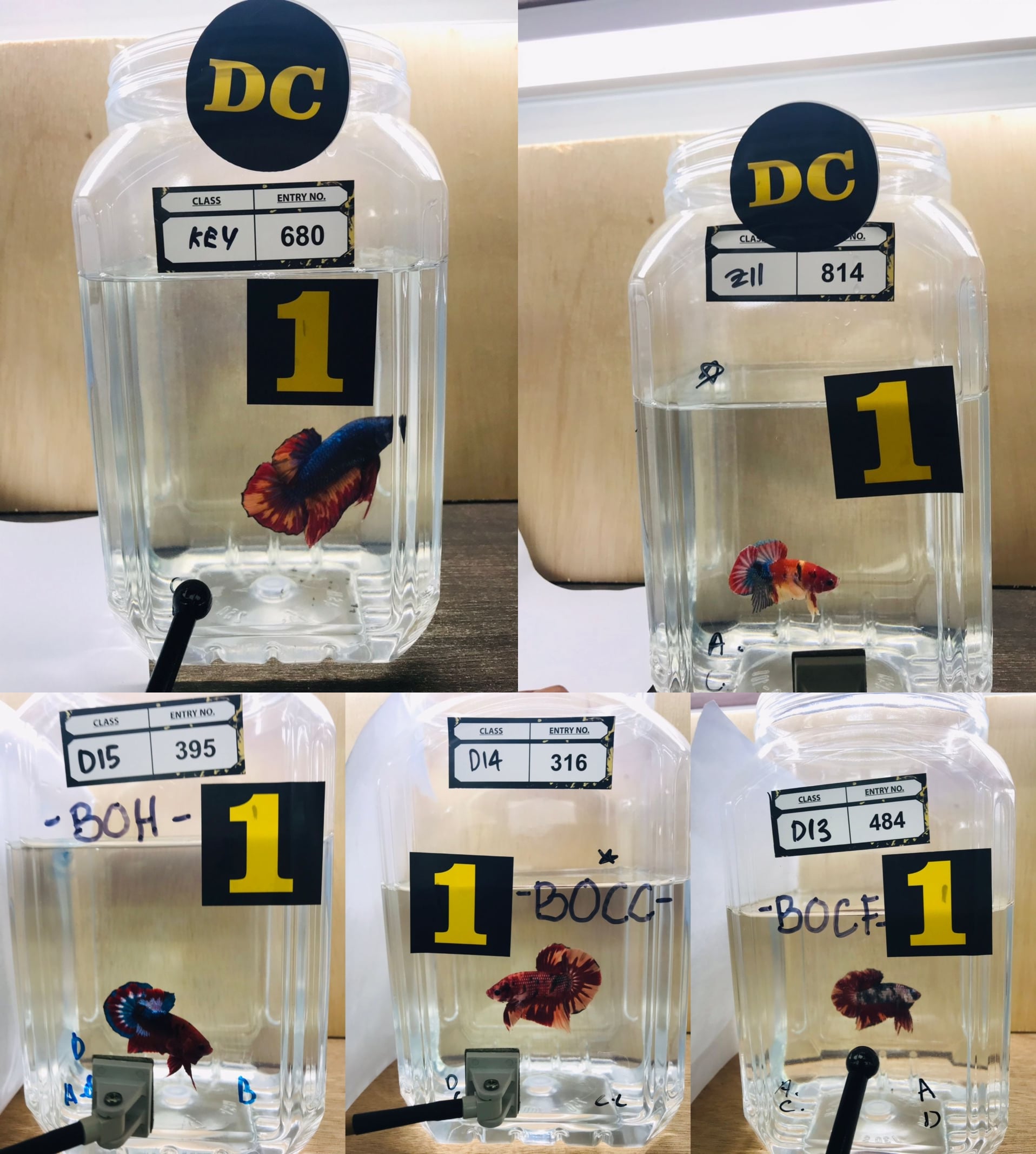 betta